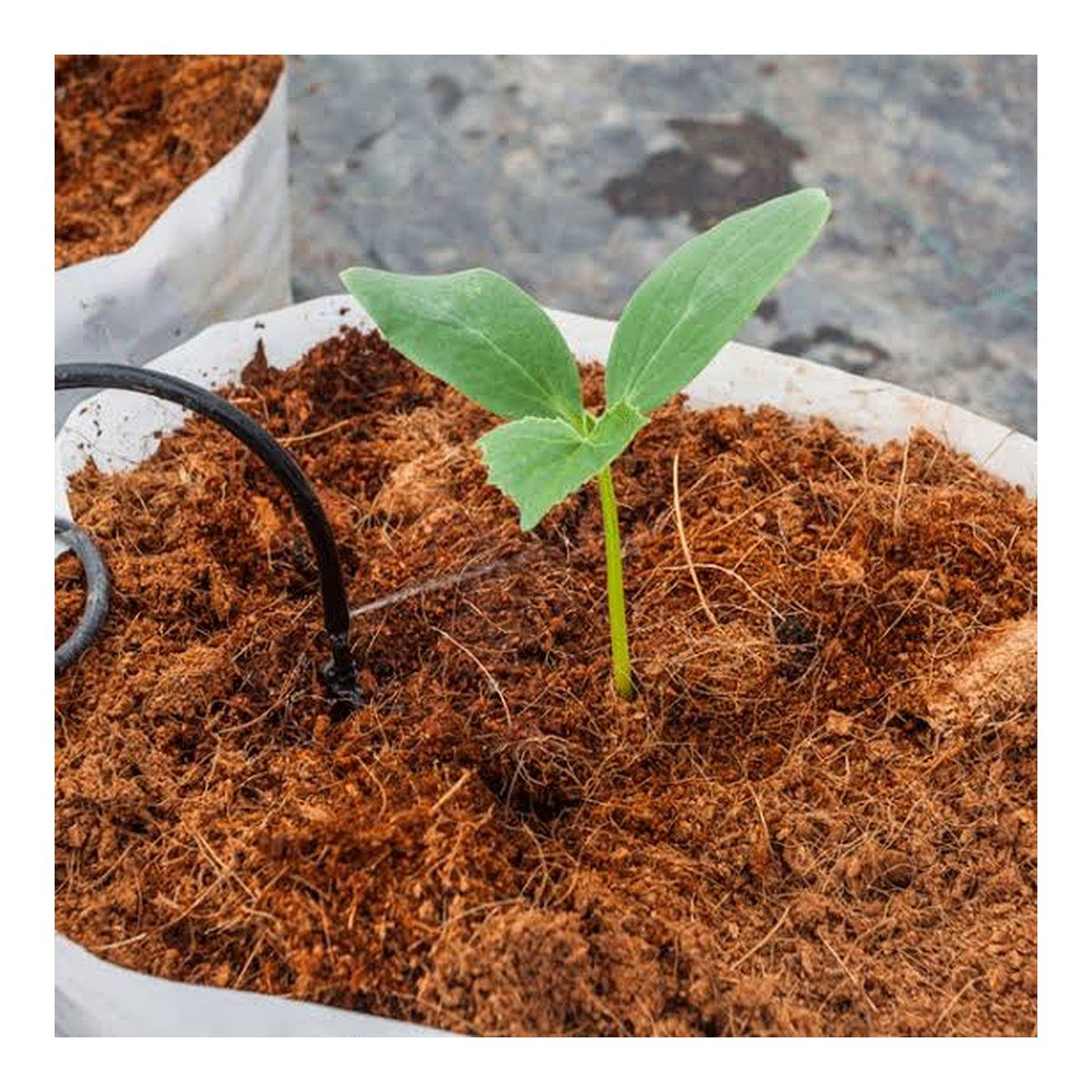 Cocopeat