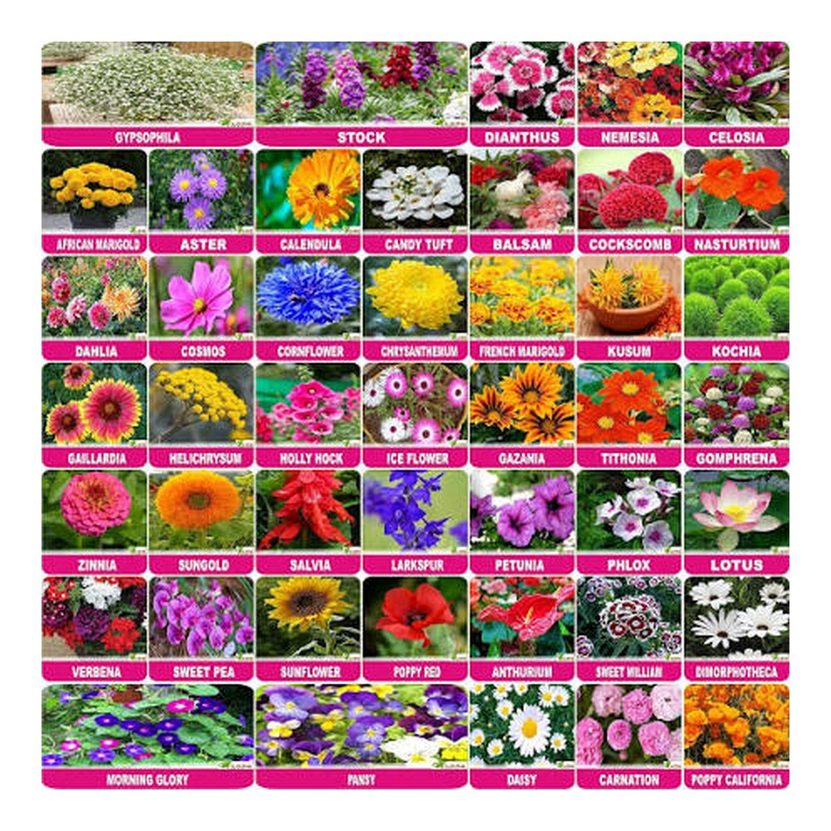 Flower Seeds