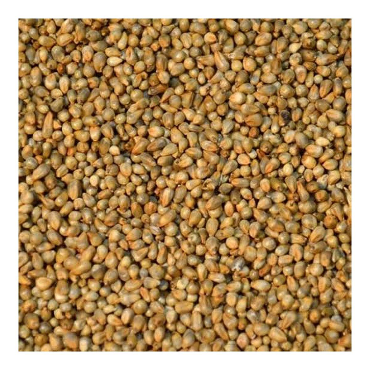Millet Seeds