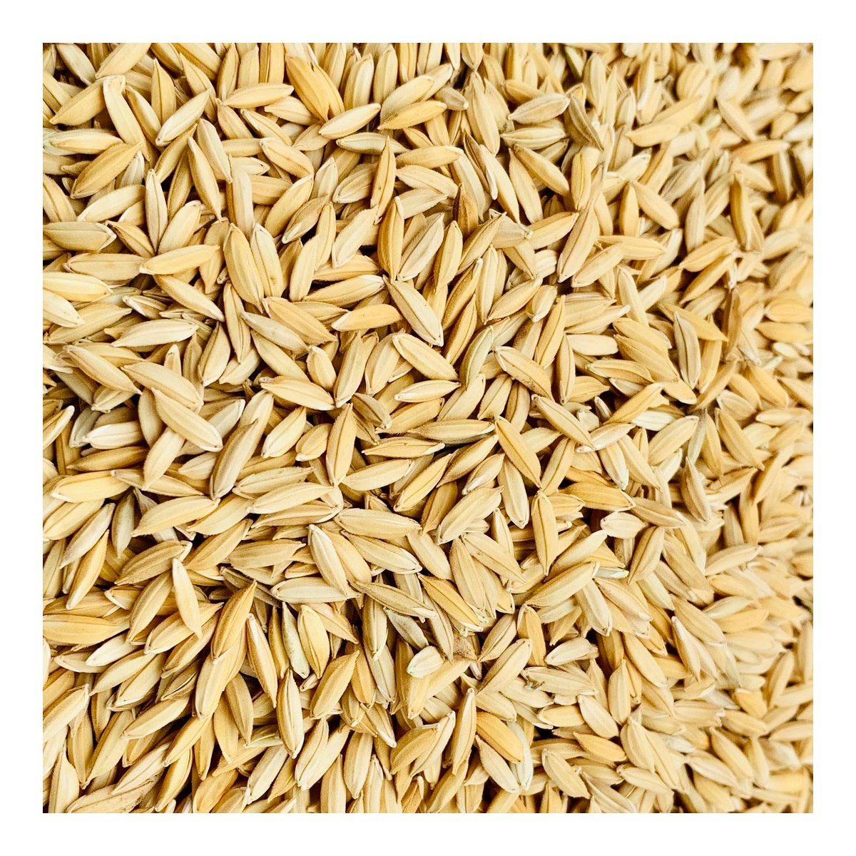 Paddy (Rice) Seeds